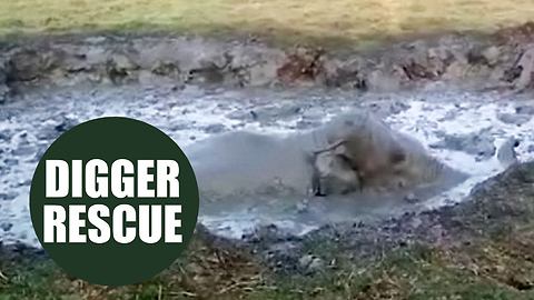 Baby elephant was rescued from a muddy bog - using a JCB digger