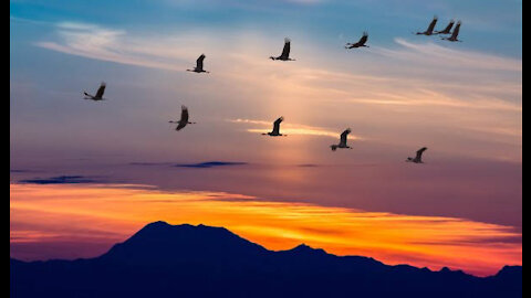 Group of little birds flying in the sky