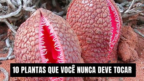 Perigosas e Venenosas: 10 Plantas que Você NUNCA Deve Tocar (INCRÍVEIS CURIOSIDADES)