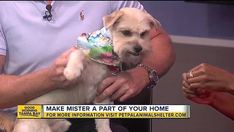 Pet of the week: Mister is a loving 6-year-old Yorkie/Lhasa Apso mix who wants play fetch and cuddle