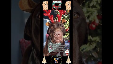 761_🎄🐶🎄[#Christmas #Special]#Top #Funny #Labrador #Retriever|#Labrador #Retriever|Passionate Animals