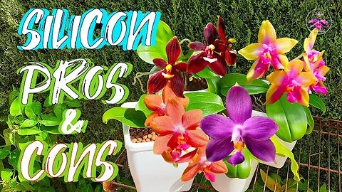 Boost Your Orchids' Growth: Silicon Supplement Benefits, Application, & Risks #ninjaorchids