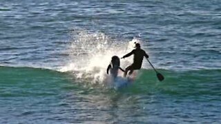 Quando i delfini fanno surf meglio togliersi di mezzo!