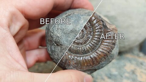 Prepping a 180 million year old Yorkshire ammonite [fossil prep time-lapse]