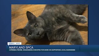 Speck the cat is up for adoption at the Maryland SPCA