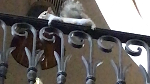 Lazy pet squirrel chills out on banister