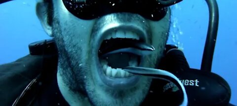 Fish Cleaning Diver's Mouth - Cleaner Wrasse