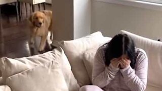 Faithful hound comforts sobbing owner