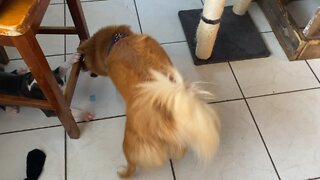 Shiba Inu plays with puppy