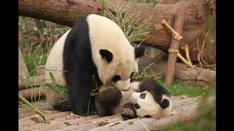 Funny Pandas compilation!