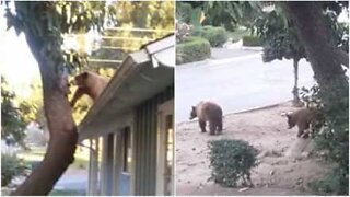 Un ourson grimpe sur un toit pour manger des avocats