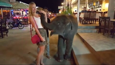 Cute Baby Elephant Playing with Cute Girl