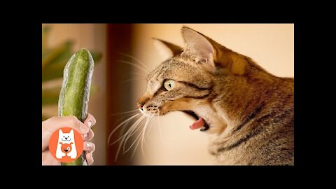 The funniest moment when the cat is afraid ★ Funny video of the cat