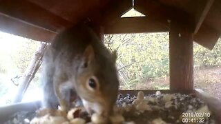 Squirrel is licking all the peanuts