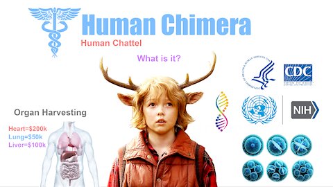 Human Chimera