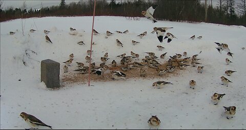 A Flurry of Winter Birds!