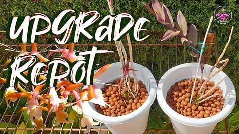 Repotting Epidendrum Primary Hybrid Orchids | Upgrade Repot 🪴 #ninjaorchids #asmr