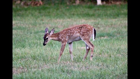 Summer Fawns, Joys of New Life 2023