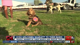 KCSO welcomes new bloodhound puppy to search and rescue unit