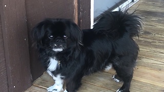 Dog dances to sunlight reflection on wall