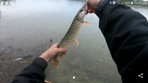 Northern pike fishing