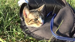 Sweet Kitten Hides in the Backpack