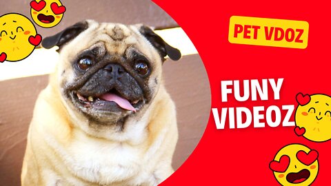 Top 10 Funny Dog Videos - Funny Dogs 2022
