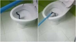 Scary moment a snake is found in the toilet!