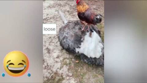 Loose cock resting on the ostrich