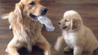 Golden Retriever adorably teases puppy