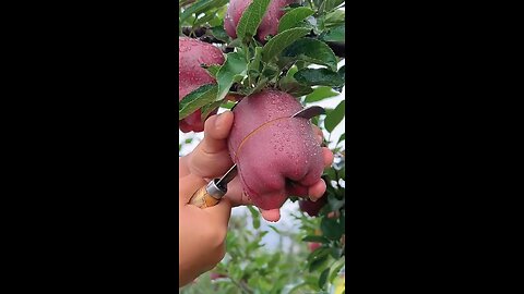 delicious red apple cutting