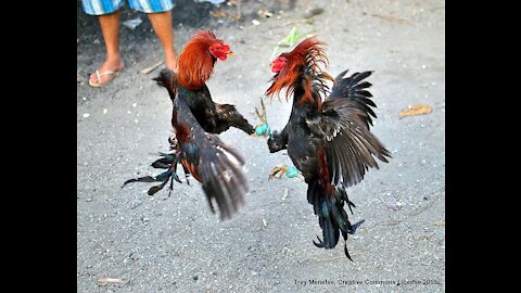 Chickens fighting each other