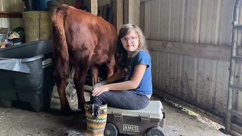 Elemental Family Milk Cows: Training our Dexter Heifers to be milk cows. Day 1