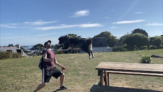 Australian Shepherd makes epic jump into owner's arms