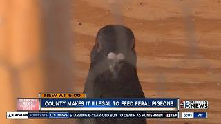 Clark County bans people from feeding pigeons