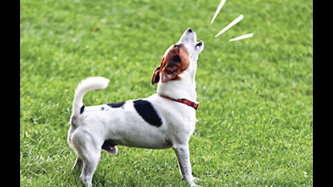The Top 10 Dog Barking Videos