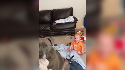 A Baby Boy Laughs At A Dog Catching Popcorn