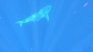 Great White Shark spotted near Jupiter