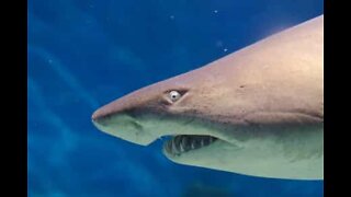 Surfers almost get attacked by shark in Australia