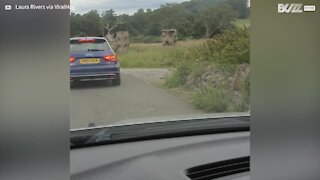 Macacos roubam peça de carro em safari