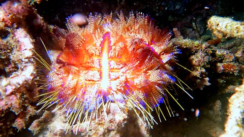 Venomous emperor sea urchin is one of the most ornate sea creatures