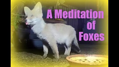 A Meditation of Urban Foxes - a family and their 3 fox cubs captured on Amazon Ring with music