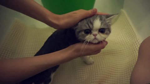 How to bathe a cat