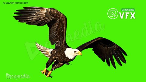 Flying Eagle Green Screen Effects Chroma Key For Video Editing Raqmedia