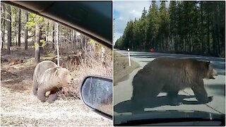 Two Bears Chase Each Other Across Alberta Highway