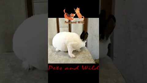 white rabbit - Cute and handsome rabbit Reaction Videos Compilation #177 | Pets and Wild #rabbits