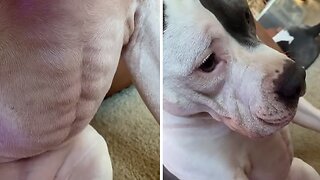 Strong Doggy Shows Off His Incredible Abs