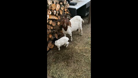 Baby goat. #GOAT #goats #beauty #cute #babygoats