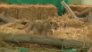 Adorable lion cub prepares for debut in Lima