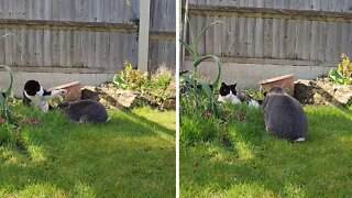 Big Bunny Rabbit Chases Kitty Best Friend